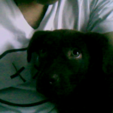 Desde la webcam viendo perritas en internet XD