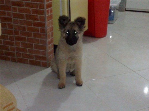 ES UNA MEZCLA DE PASTOR ALEMAN CON CHOW CHOW, ES JUGUETONA, ALEGRE Y MUY TRAVIESA