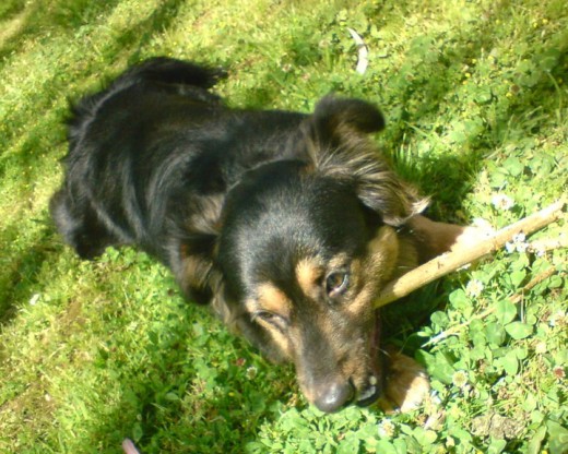 aqui esta beto, disfrutando de su paseo =)