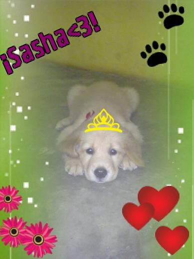 HOLAA ME LLAMO SASHA, SOY LA PRINCESA DE PAPI Y MAMI. ME GUSTA QUE ME CONSIENTAN Y QUE ME DEN MUCHO CARIÑO COMO LO HACEN MIS PADRES ADOPTIVO. ME ENCANTA LADRAR. NO BUSCO NOVIO PERO SI SE PRESENTA LA OPORTUNIDAD LE PEDIRE PERMISO A MAMA. :)