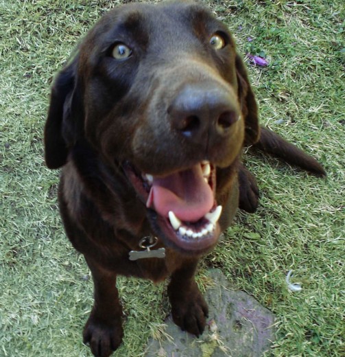 es la perra mas juguetona con todos y cada uno de los demas perros
