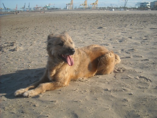 Katy en la playa descansando :P