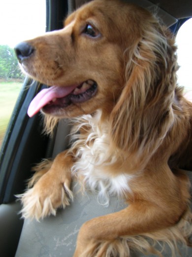 Toby de viaje a la playa.