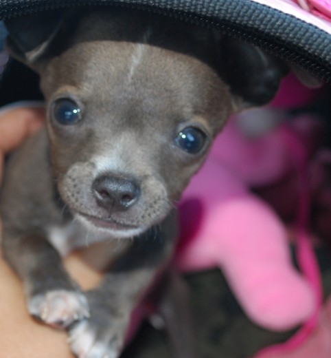 Hola me llamo Luna y soy una Blue Teacup Chihuahua...Soy Bien Cariñosa, Juguetona y BIEN Amigable!!!