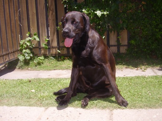 perrita de muy buen caracter. muy cariñosa y amigable.