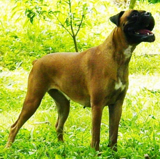 Foto tomada el día en que obtuvo el otulo de Gran Campeona Cubana