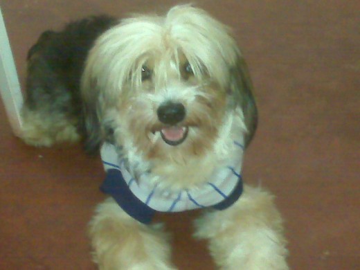 HOLA SOY ROMEO Y BUSCO A MI JULIETA.. soy de raza Yorkshire Terrier con Terrier. soy tierno lindo coqueto bello.. y muy amigable. tengo 4 añitos y quisiera casarme.. si estan interesados en mi.. llamame..