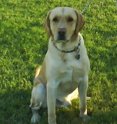 Morris siempre tan fotogénico. Su verdadero nombre es Morrison pero de cariño le decimos Morris. Le encanta bañarse, ya que en cuanto ve su baño es el primero en meterse. Su pelota de hule es su juguete favorito, la puede morder por horas y si se le cae va y la persigue, si estas cerca te lleva la pelota para que juegues con él y se la lances.