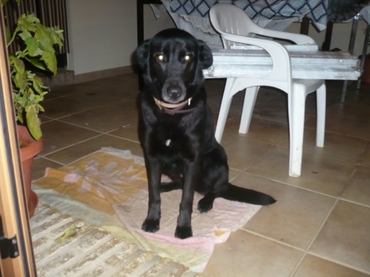 esta es mi mascota se llama LOLA, es una preciosa perra mestiza de labrador con pastor belga (creo), eso me dijo un veterinario, aunque no estoy seguro, puede que tenga alguna mezcla más.