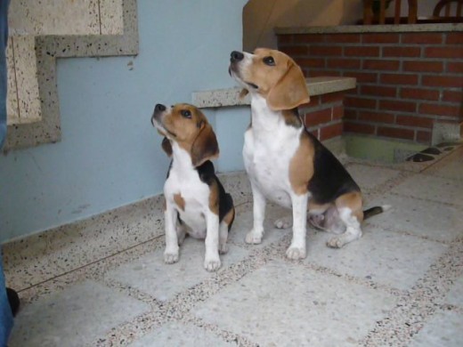 Matilda y Princesa poniendo cuidado porque les ibamos a dar una galleta.