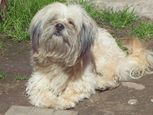 aca  esta  mi  bebe,  el  mas hermoso  tomando sol.


ciego te queremos!!!!!!!!!!   Lucia,Carolina y Alma Cazajous.