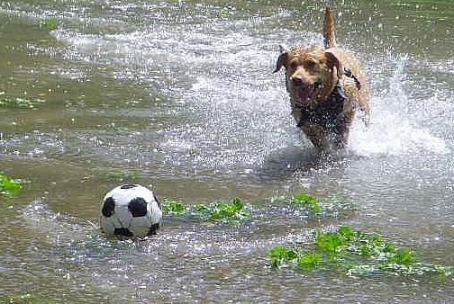 Linda es una totosa Deportista: 
su hobby es correr tras una pelota, todo el tiempo.
No importa donde vaya a parar el balon, ella siempre está dispuesta e rescatarlo.