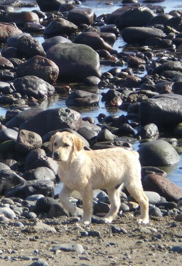 Simba en la playa .... recien salido del agua ... 