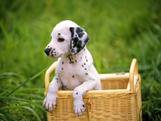 Pongo es tu mejor amigo porque es un experto resolviendo problemas.