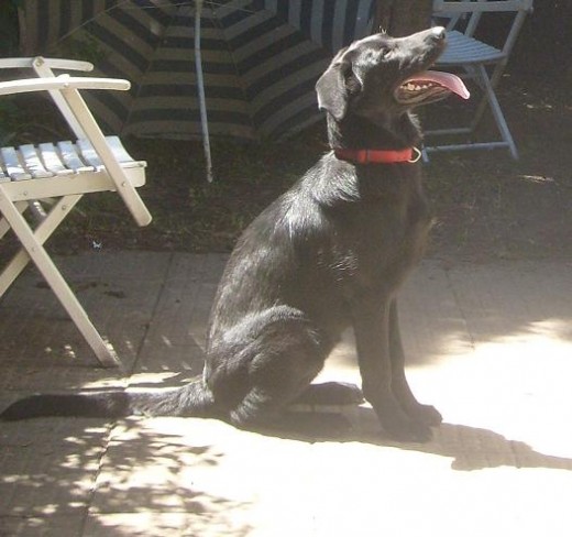 Marlene es una cruza de Labrador con Ovejero belga. En esta foto tiene 6 meses y pesa 30 kgs y sigue creciendo.