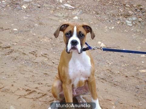 Tyson es tu mejor amigo porque le encanta jugar al basket contigo.