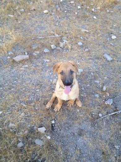 Mi perro es mestizo de padres mestizos, su madre es perecida a un pastor aleman y el padre es parecido a un Braco, y como se puede apreciar, tiene dos narices.