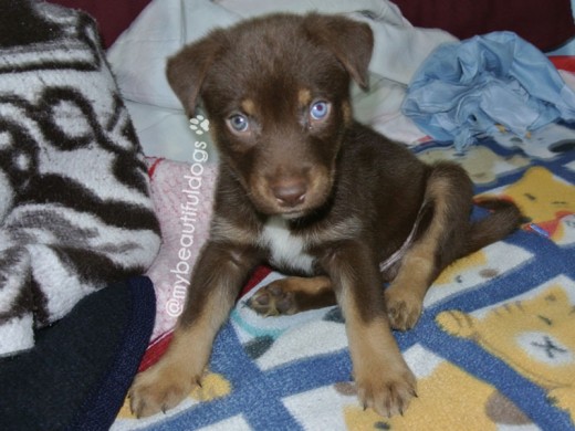 Manny en la primera noche en casa #MannyTheRottsky #ojosazules #rottweilerhusky #rottsky