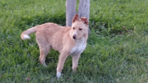 Mi perro labrador con Pitbull