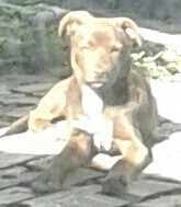 Bambi tomando el sol =D !