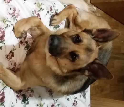 Una foto única sobre una cama para perros. Prefiere el suelo o, como mucho, una alfombra.