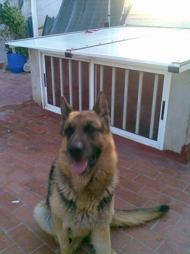 ES UN PERRO SUPER CARIÑOSO Y LA PEQUE LE AGOBIA MUCHO NO LO DEJA DESCANSAR