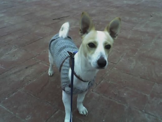 Dando el primer paseo del dia, tempranito, y con su jersey nuevo. Hecho a mano.