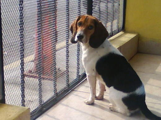 me llamo rocko y soy un beagle 
ingles.Soy un perro extremadamente 
soaciable y  jugeton.