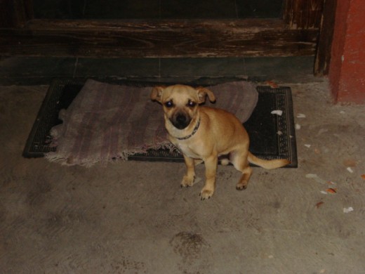 negus es un perro muy travieso y le gusta jugar, es un perro que corre mucho