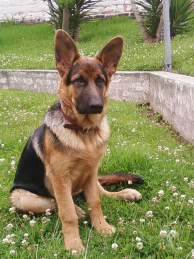 Lucas en el patio de mi casa...