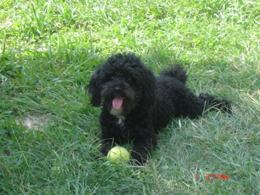 como se ve, le gusta su pelota.....