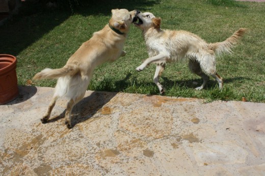 JUGANDO CON UN AMIGO