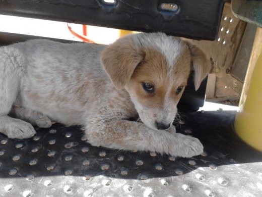 Lo encontre en el parque y decidi adoptarlo, no se que raza sea, si alguien tiene una idea no duden en hacermela saber. gracias