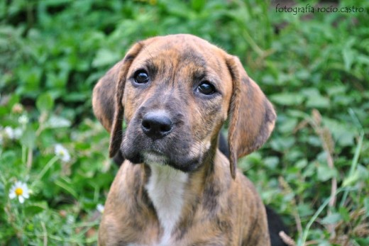 cruce de podenda y boxer adoptada de un refugio es muy timida