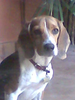 ELLA ES JULY MI BEAGLE
