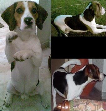 Un beagle muy especial, totalmente puro ;D