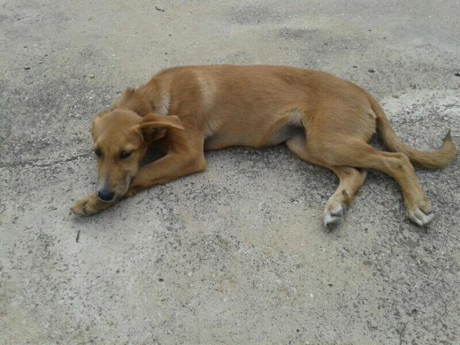 Perla en adopción. Es de tamaño mediano. Es una perrita muy tranquila, le encanta pasear. Pasea muy bien con correa. Se lleva muy bien con perros y gatos.
Es muy dócil y cariñosa.