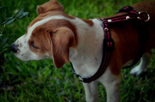 Esta foto representa la curiosidad de mi perro. Vaya, le encanta oler TODO. 