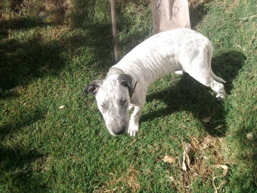 Chadi es mezcla de Bull terrier con pitbull ... hermoso, jugueton, cariñoso y muuuy buen guardián!! mi pequeño es la locura con patas y nos tiene a todos enamorados ... Junto con su mami Mara lo pasan chancho !!