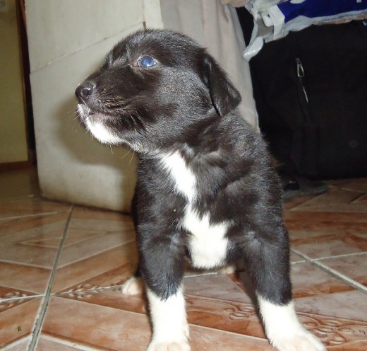 el es mi zeus ya tiene un año 3 meses en esta foto recien habia llegado a mi casa tenia 2 semanas ahora esta gigante jajaja