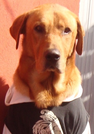 Mi Perro Es Un Labrador Rojo Zorro