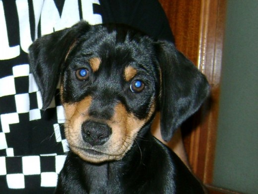 CHOCO
Mestizo padre Pinscher Aleman, madre Rater Valenciana
