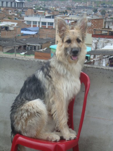 TYRON CRUCE DE PASTOR ALEMAN CON TERRIER PELO DE ALAMBRE NEGRO CON BLANCO