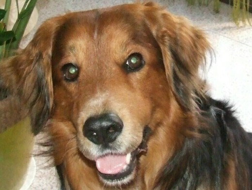 Kerouac, mestizo de Golden Retriever con Setter y Pastor Alemán