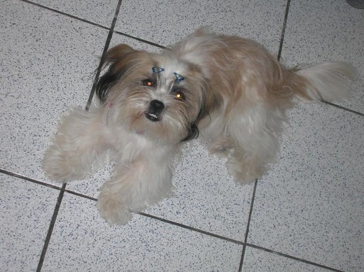 La madre mas linda cariñosa y dedicada que conoci ... dejaba de comer y dormir por sus bbs ... es la mamá de Shabby