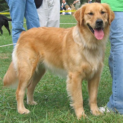  no tengo fotos suyas en el ordenador, esque estaba roto y esta formateado, y no a dado tiempo a meterla, pero es como este. es un macho pesa 44kg es muy cariñoso y esta adiestrado,.Le gusta jugar al frisbi y a la pelota.  