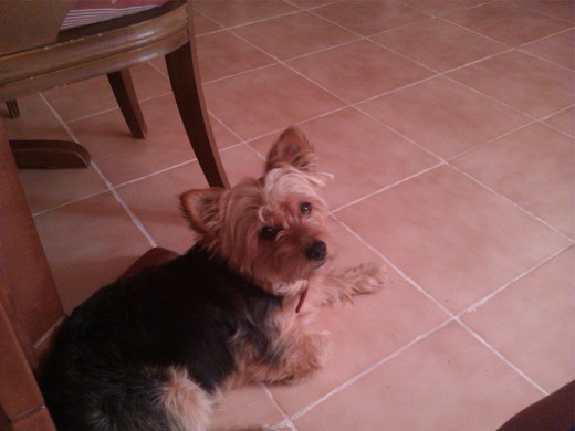 Mi perro Golfo, un Yorkshire.