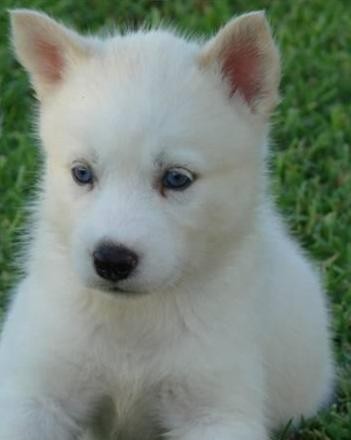 VENDO HUSKY SIBERIANO, TIENE CPR Y CHIP, BLANCO, OJOS CELESTE, 9,200 NO ES ULTIMO PRECIO ES A TRATAR ME URGE, TENGO URGENCIA MEDICA, TENGO 2 MACHOS ANIMATE VALEN LA PENA, CERTIFICADO DE LA FEDERACION CANOFILA MEXICANA