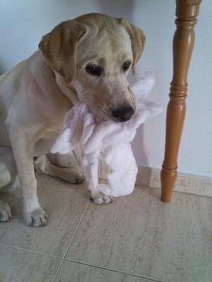 Haciendo de la suyas, sacando el relleno de su cama para que vaya a quitarselo y corretearme un poco