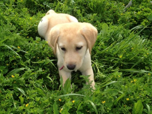 Nala jugando en el campo
